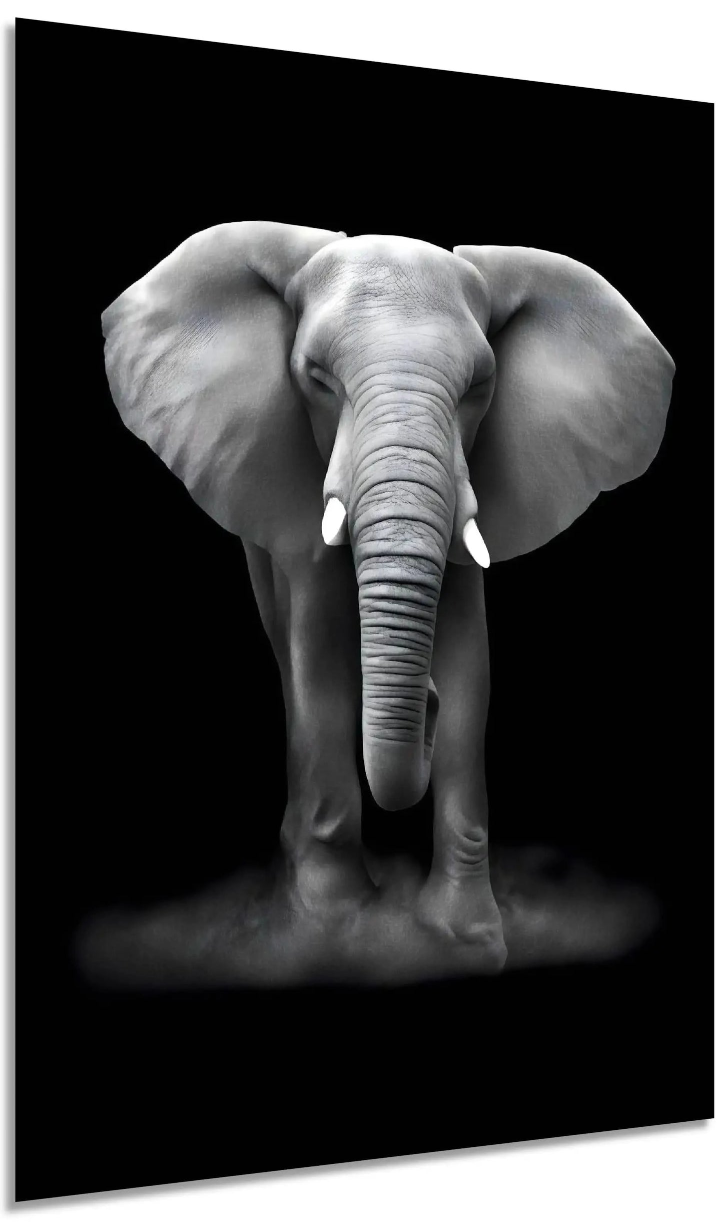 Tableau minimaliste noir et blanc montrant un éléphant de face sur fond sombre, évocateur de force et de sérénité.