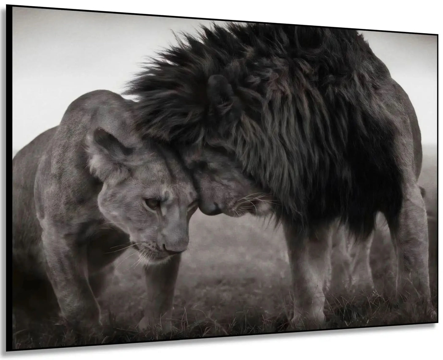 Lion et lionne en noir et blanc, moment de tendresse, ambiance sereine pour salon ou bureau.