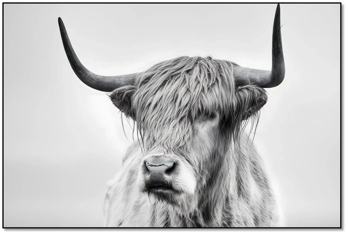 Photographie noir et blanc d'un bœuf Highland, sérénité et puissance pour salon moderne ou bureau, ambiance élégante.