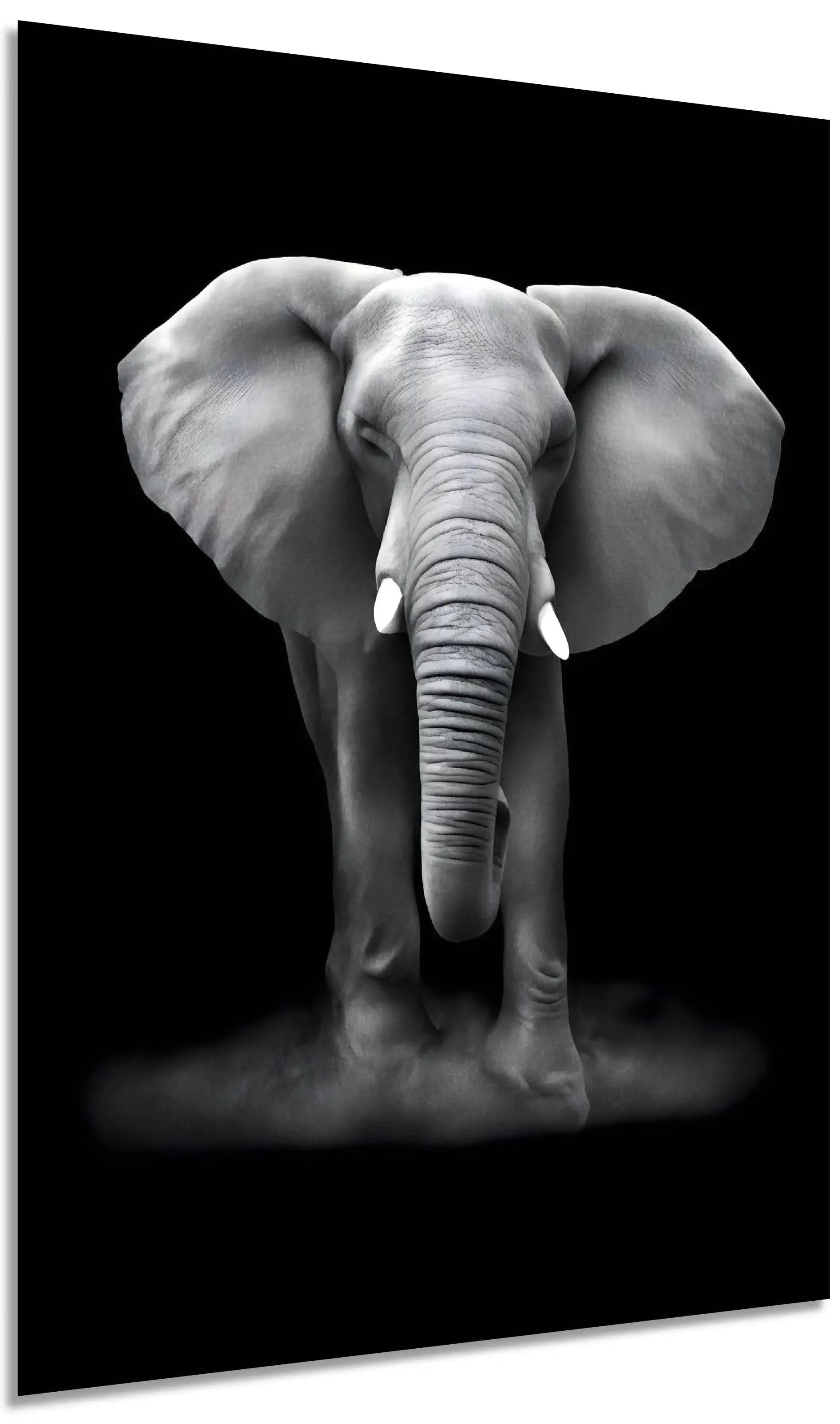 Tableau minimaliste noir et blanc montrant un éléphant de face sur fond sombre, évocateur de force et de sérénité.