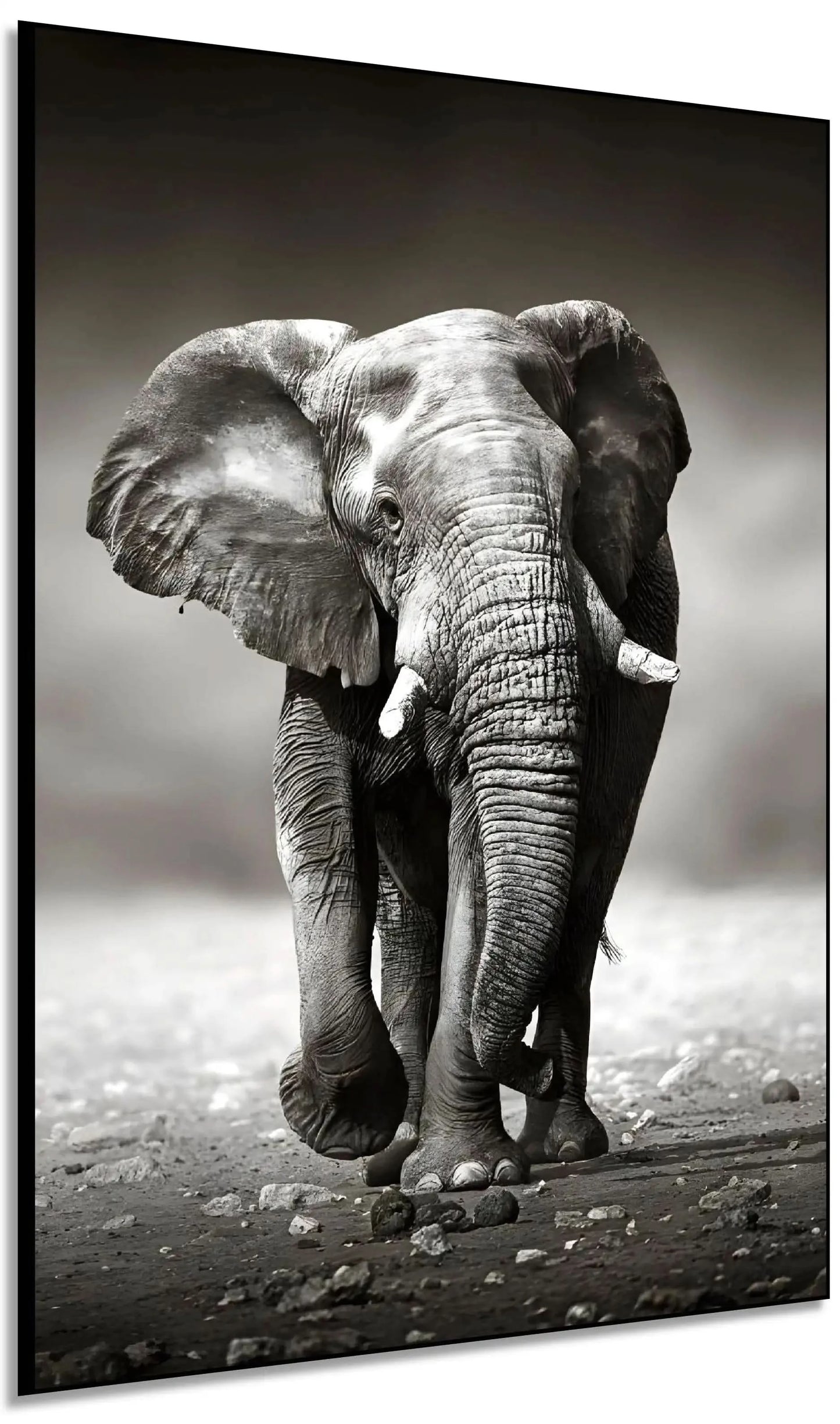 Photo noir et blanc d'un éléphant solitaire marchant sur terrain rocailleux, capturant sa force et sa majesté.