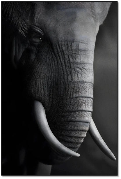 Gros plan en noir et blanc sur le visage d'un éléphant mettant en valeur la texture de sa peau et la courbe de sa défense.