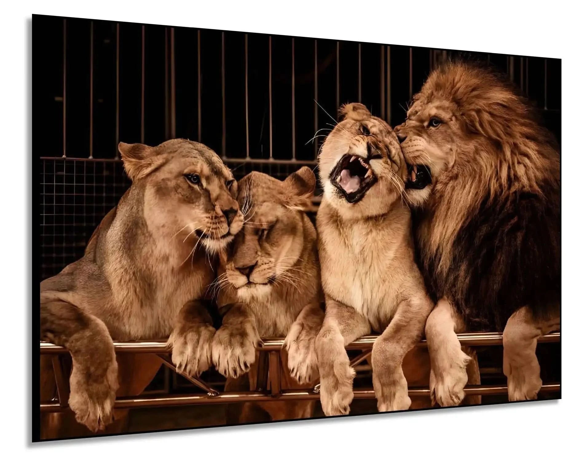 Groupe de lions majestueux aux teintes dorées et brunes, ambiance de force tranquille pour salon ou bureau.