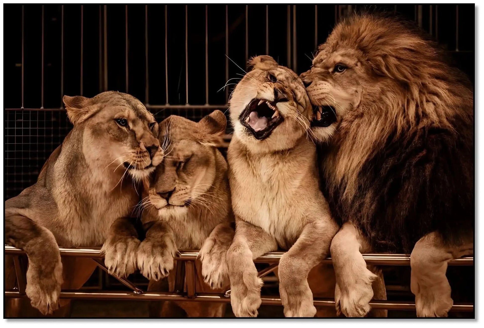 Groupe de lions majestueux aux teintes dorées et brunes, ambiance de force tranquille pour salon ou bureau.