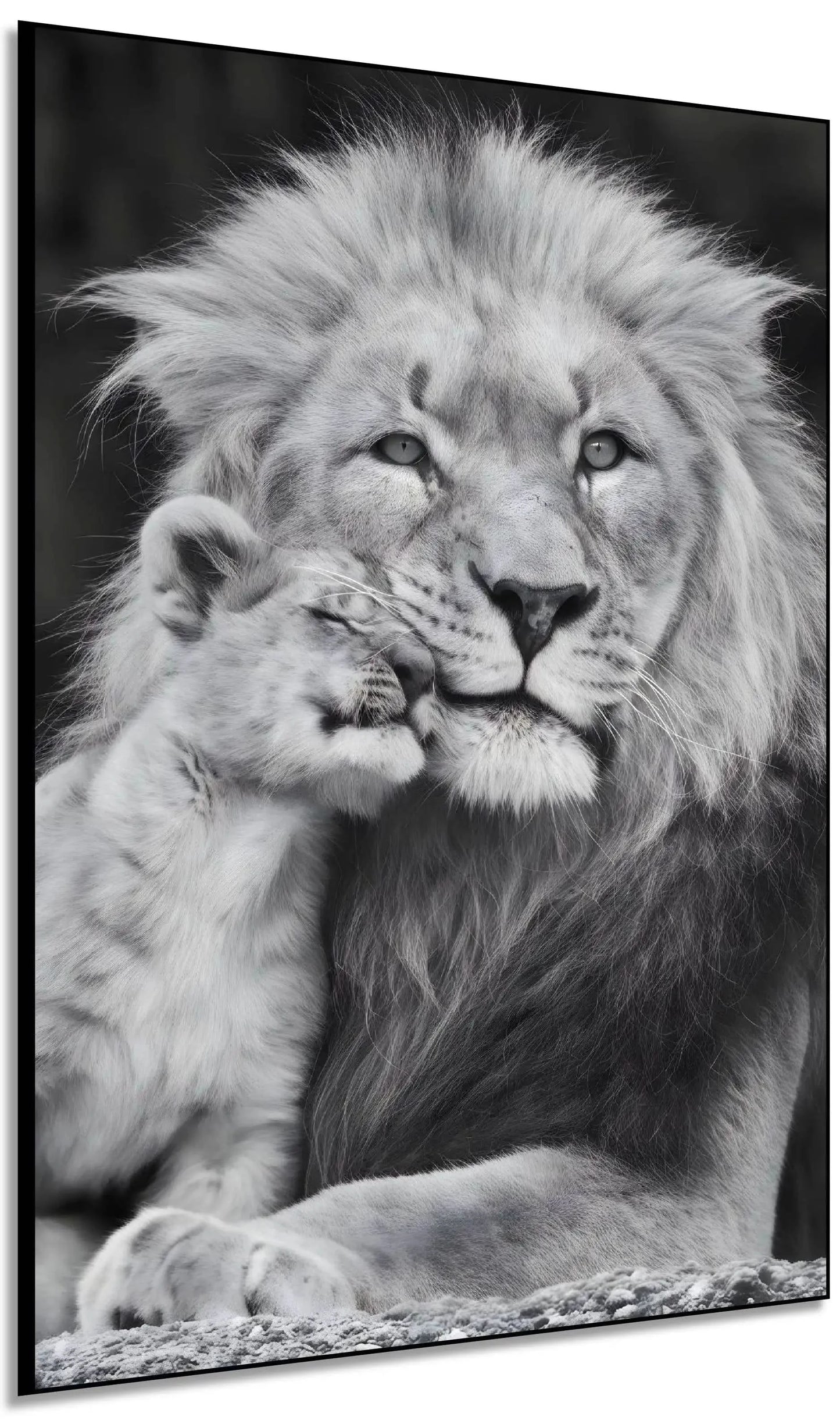 Portrait en noir et blanc d'un lion et son lionceau, tendresse animale, ambiance sereine pour salon ou bureau.