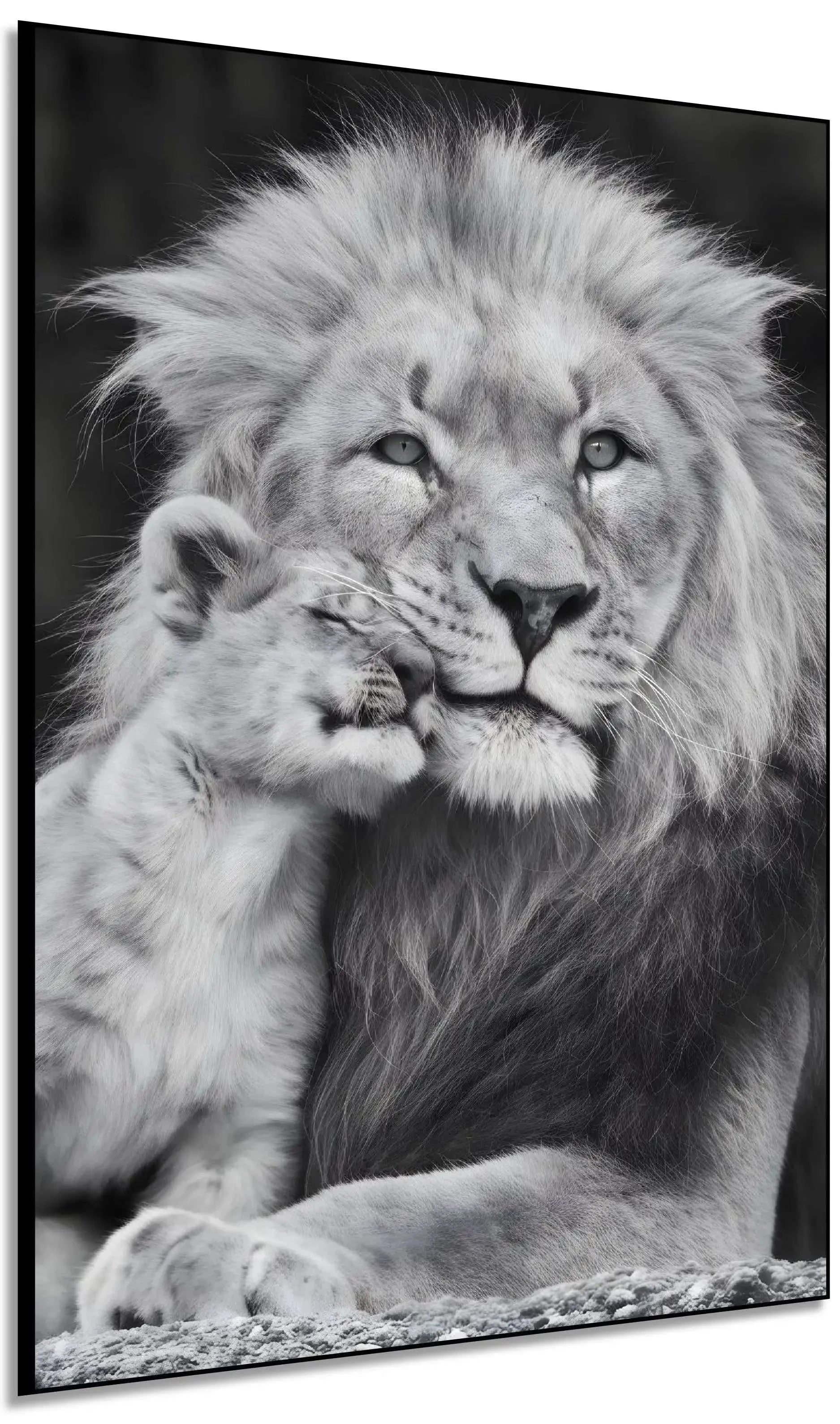 Portrait en noir et blanc d'un lion et son lionceau, tendresse animale, ambiance sereine pour salon ou bureau.
