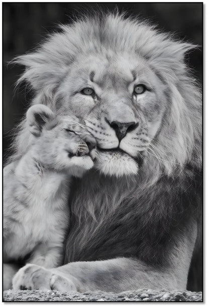 Portrait en noir et blanc d'un lion et son lionceau, tendresse animale, ambiance sereine pour salon ou bureau.