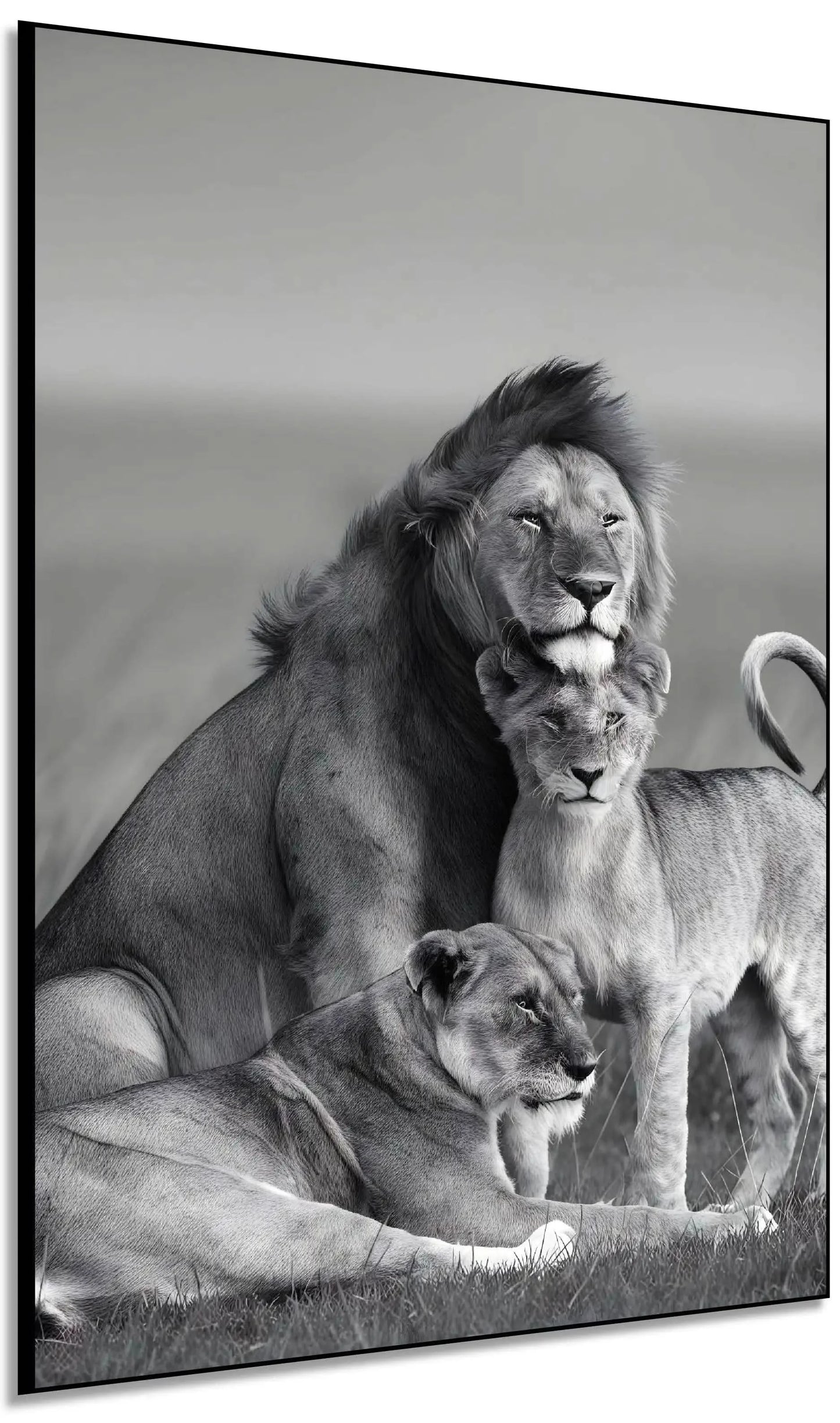 Famille de lions en noir et blanc, ambiance majestueuse et sereine, idéale pour salon ou bureau élégant.