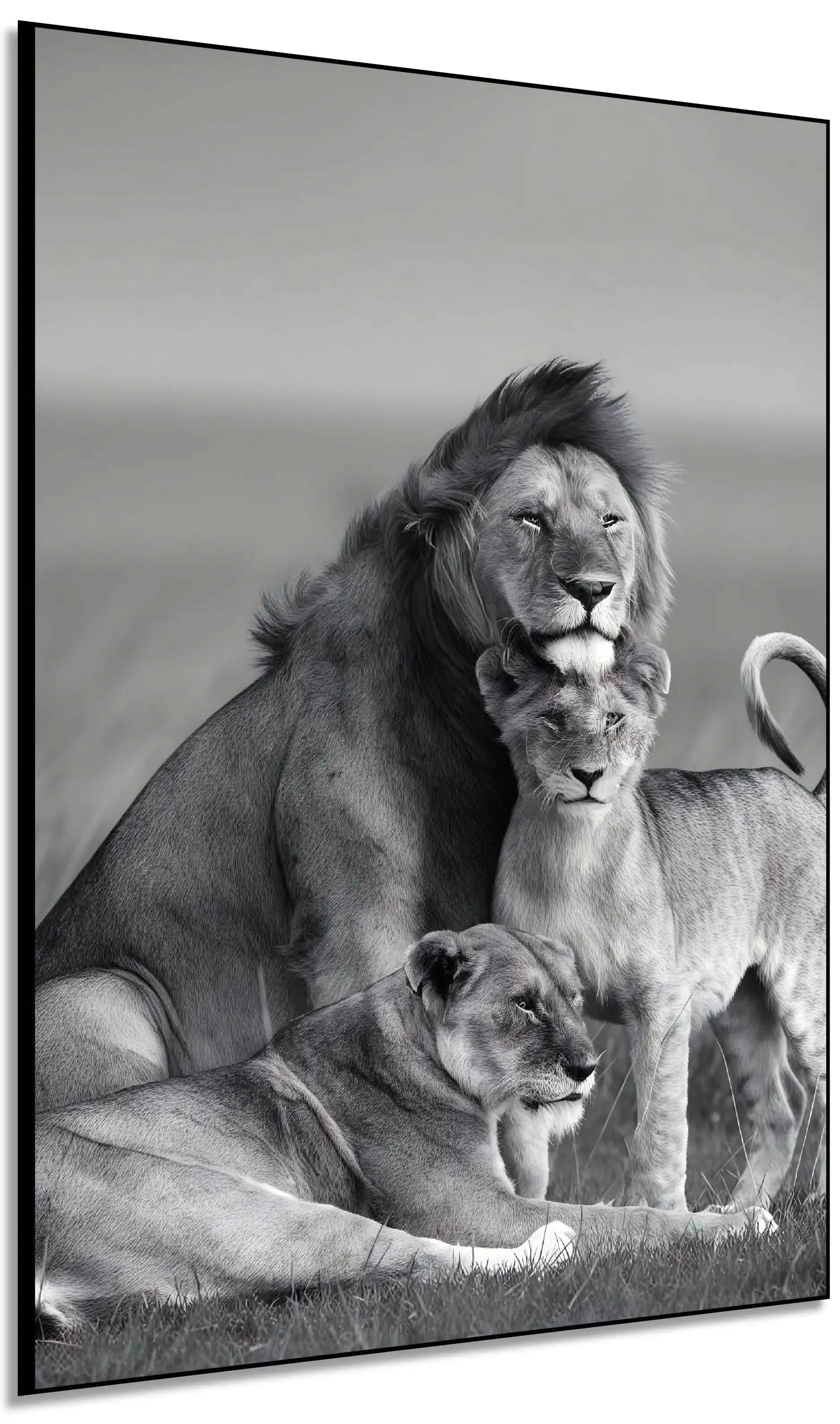 Famille de lions en noir et blanc, ambiance majestueuse et sereine, idéale pour salon ou bureau élégant.