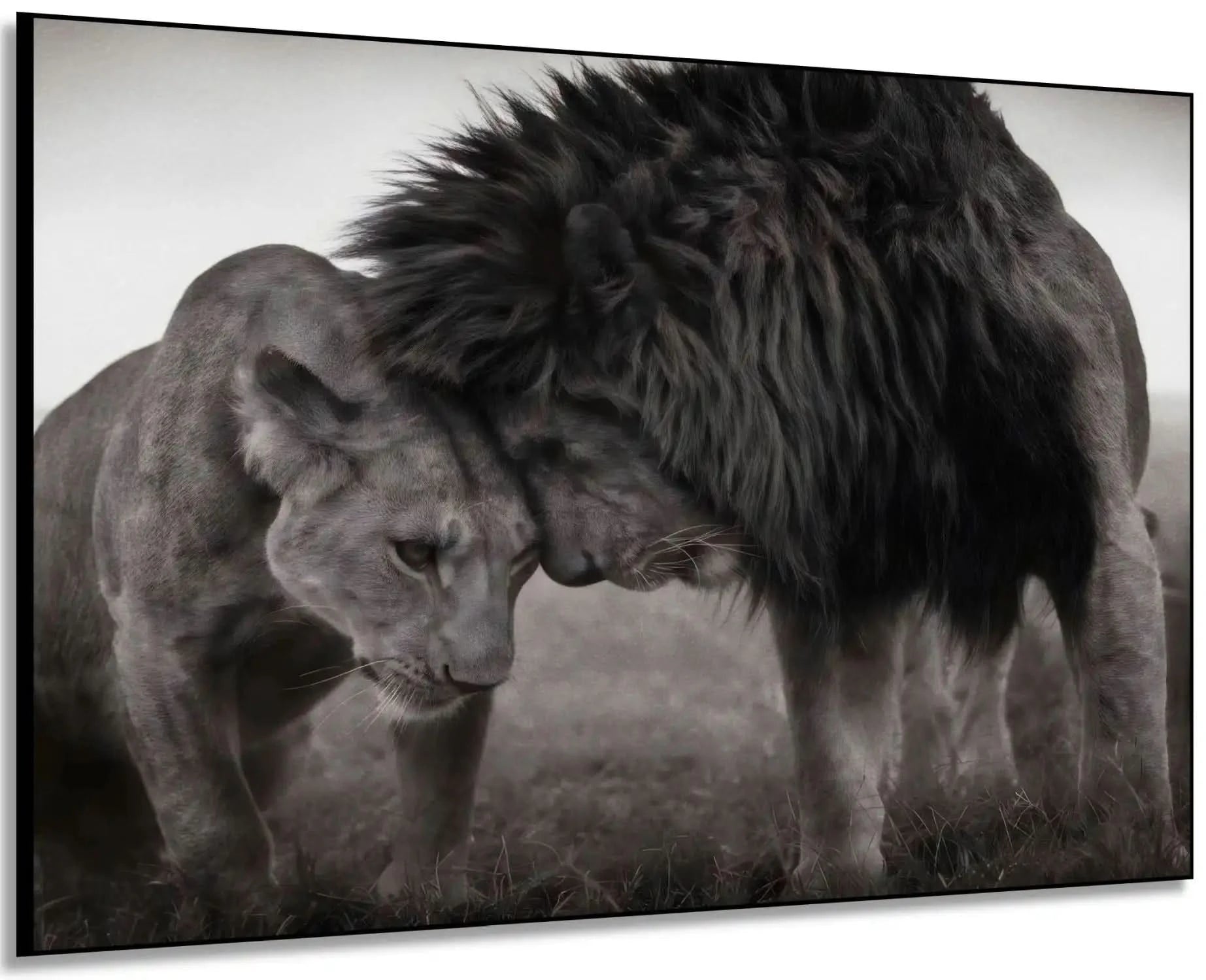 Lion et lionne en noir et blanc, moment de tendresse, ambiance sereine pour salon ou bureau.