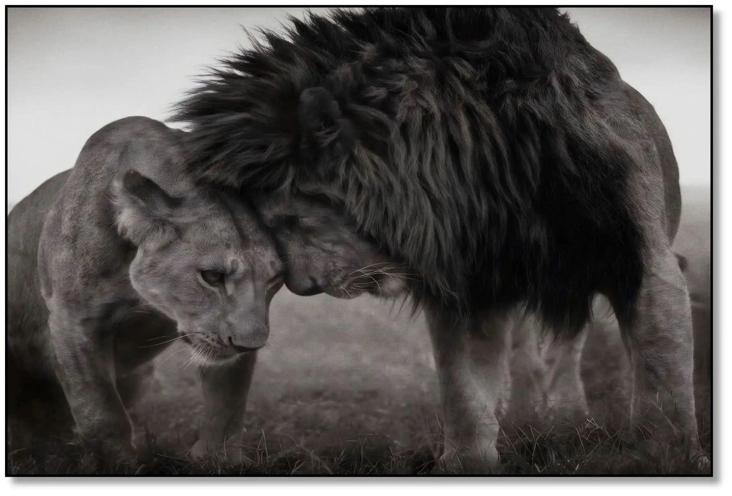Lion et lionne en noir et blanc, moment de tendresse, ambiance sereine pour salon ou bureau.