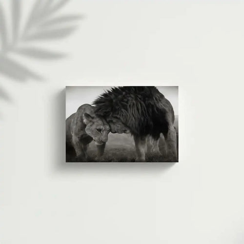 Lion et lionne en noir et blanc, moment de tendresse, ambiance sereine pour salon ou bureau.