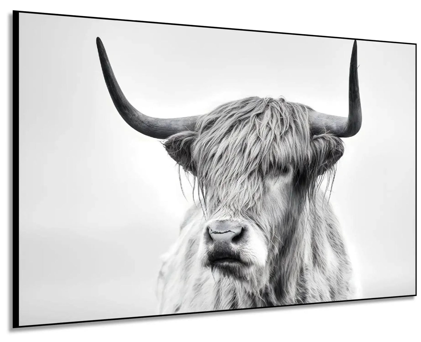 Photographie noir et blanc d'un bœuf Highland, sérénité et puissance pour salon moderne ou bureau, ambiance élégante.