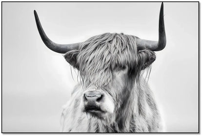 Photographie noir et blanc d'un bœuf Highland, sérénité et puissance pour salon moderne ou bureau, ambiance élégante.