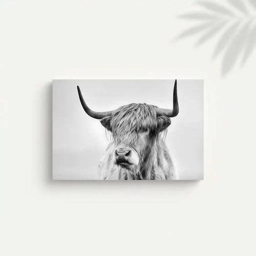 Photographie noir et blanc d'un boeuf Highland, sérénité et puissance pour salon moderne ou bureau, ambiance élégante.